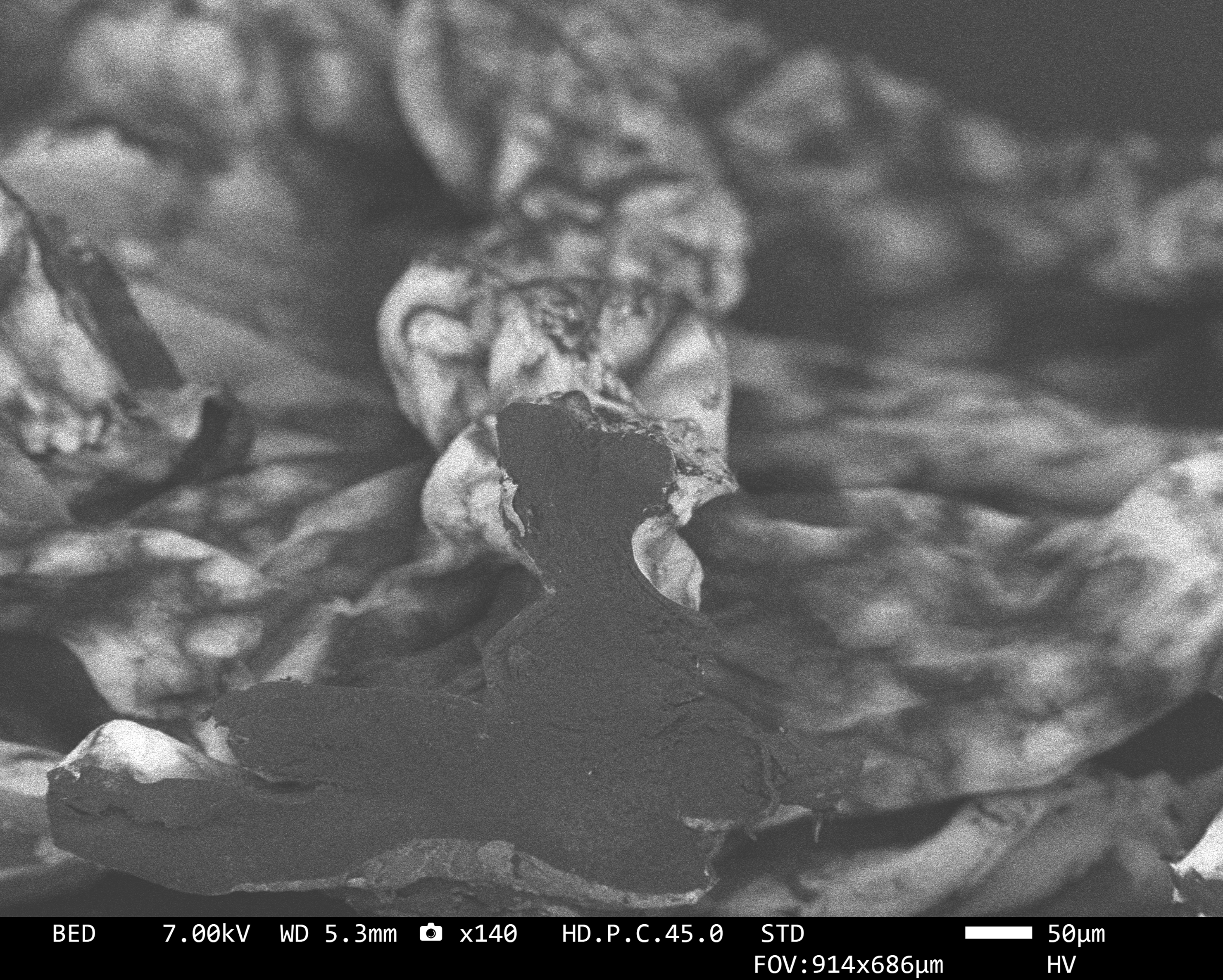 Hydrogel cell culture scaffold with a gold nanostar coating