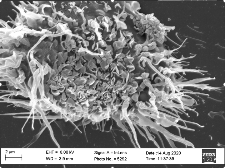 Dendritic cell